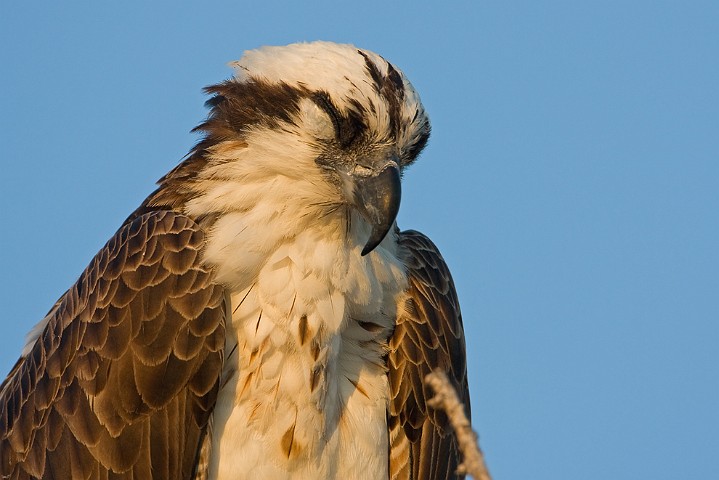 Fischadler Pandion haliaetus Osprey